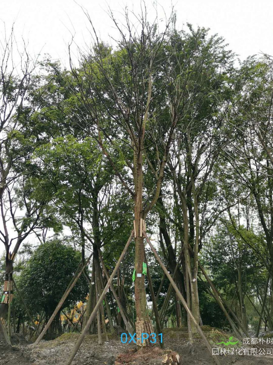 成都市-双流区28公分精品朴树价格趋势