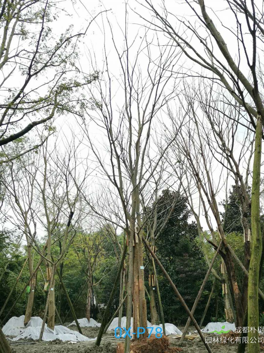 2020年32-33公分的精品朴树价格详情-价格趋势