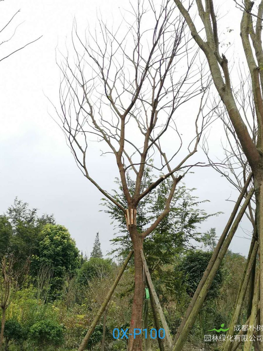 2020年32-33公分的精品朴树价格详情-价格趋势