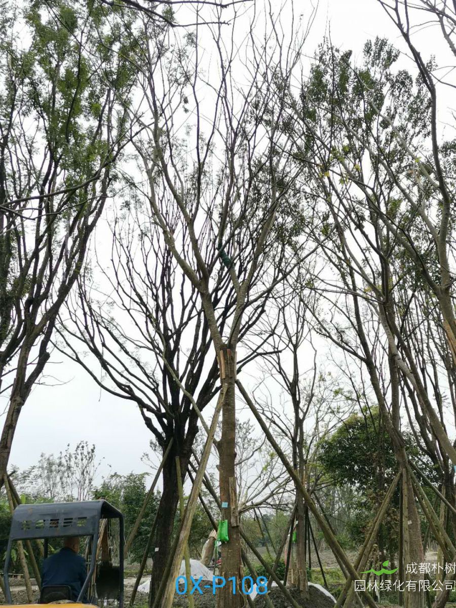 成都市-温江区31公分精品朴树价格如何？