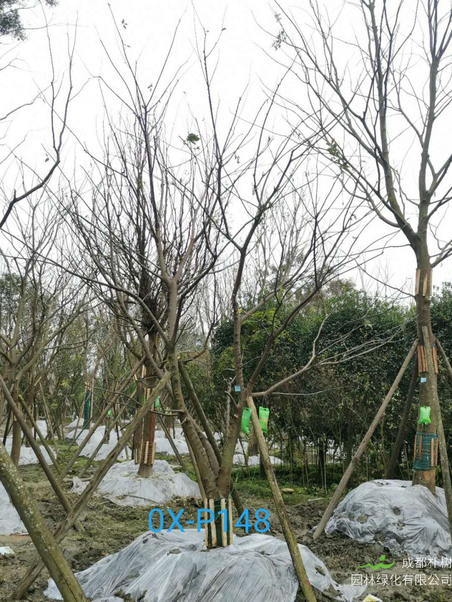 2020年成都市23-50公分精品朴树价格详情