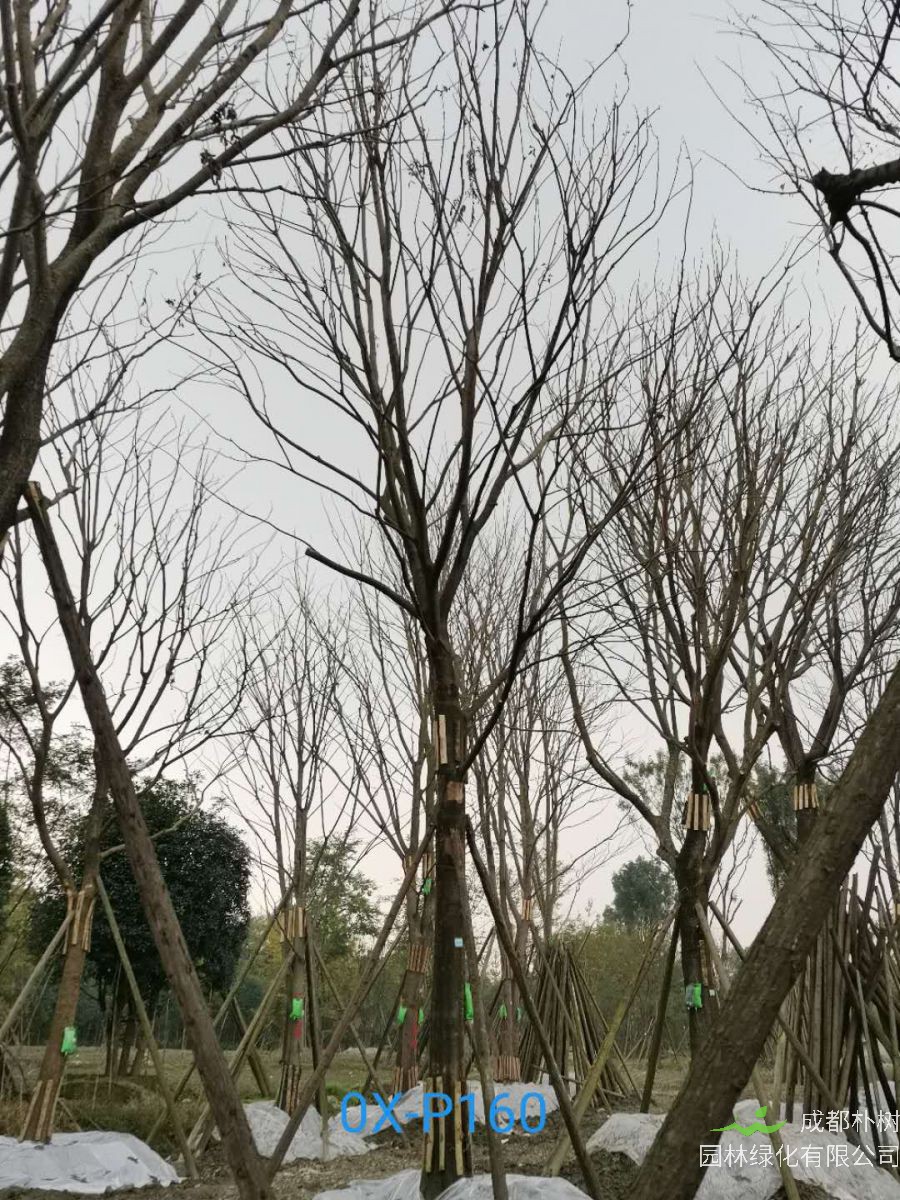成都市-温江区31公分精品朴树价格如何？