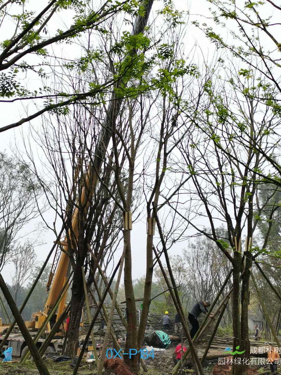 2020年32-33公分的精品朴树价格详情-价格趋势