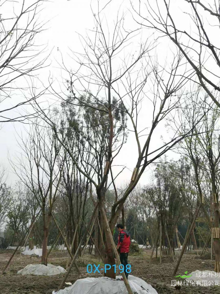 成都市-温江区31公分精品朴树价格如何？