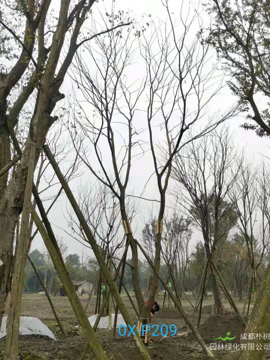 2020年成都市23-50公分精品朴树价格详情
