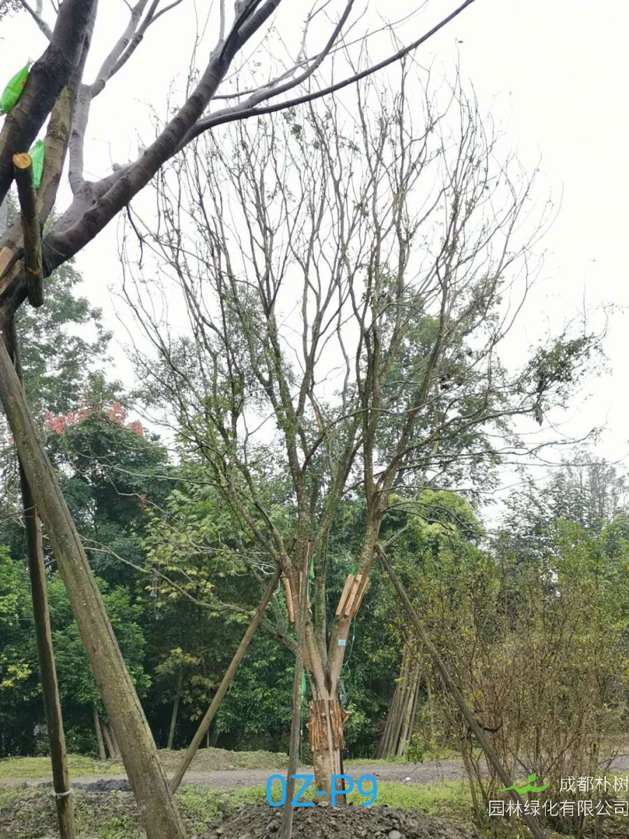四川省-成都市27-30公分精品皂角树价格怎么样？