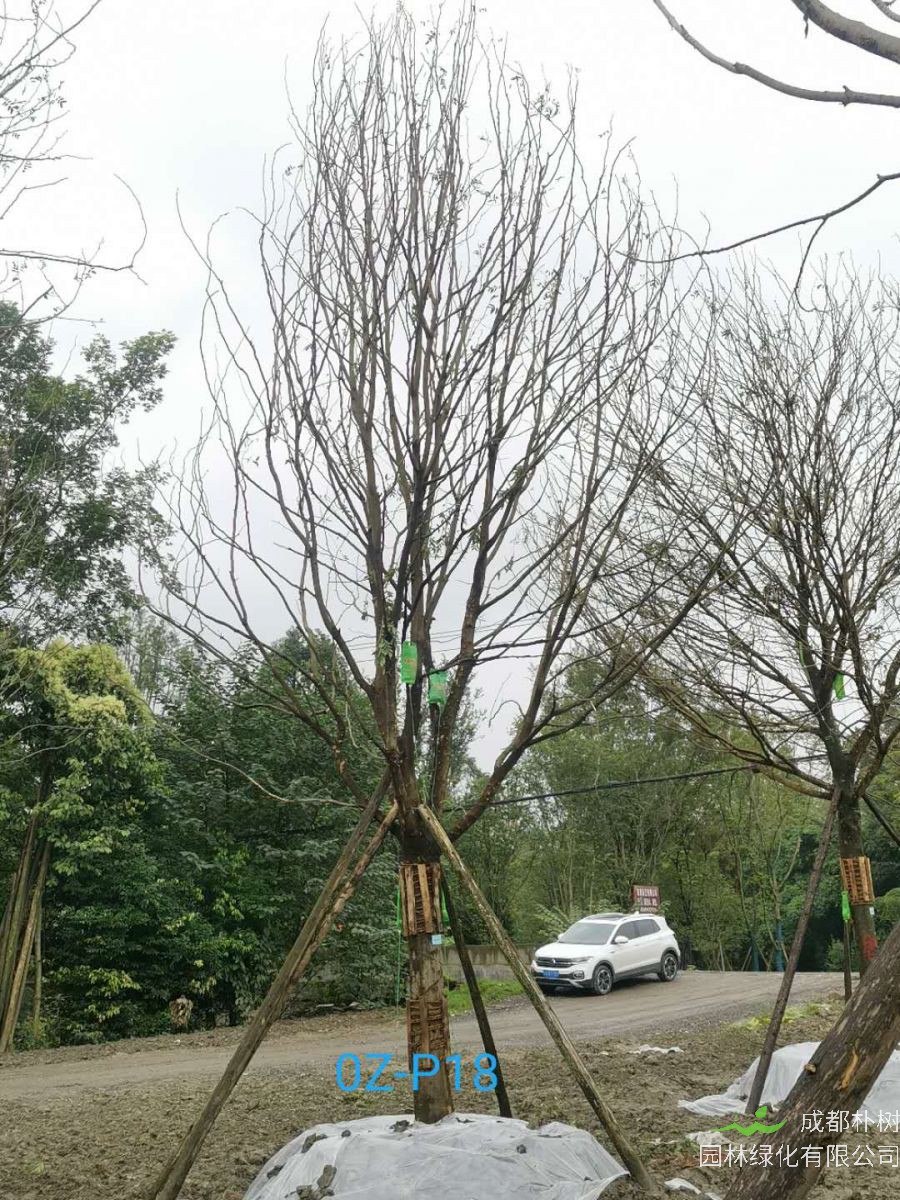 2020年23-26公分精品皂角树价格详情-价格趋势