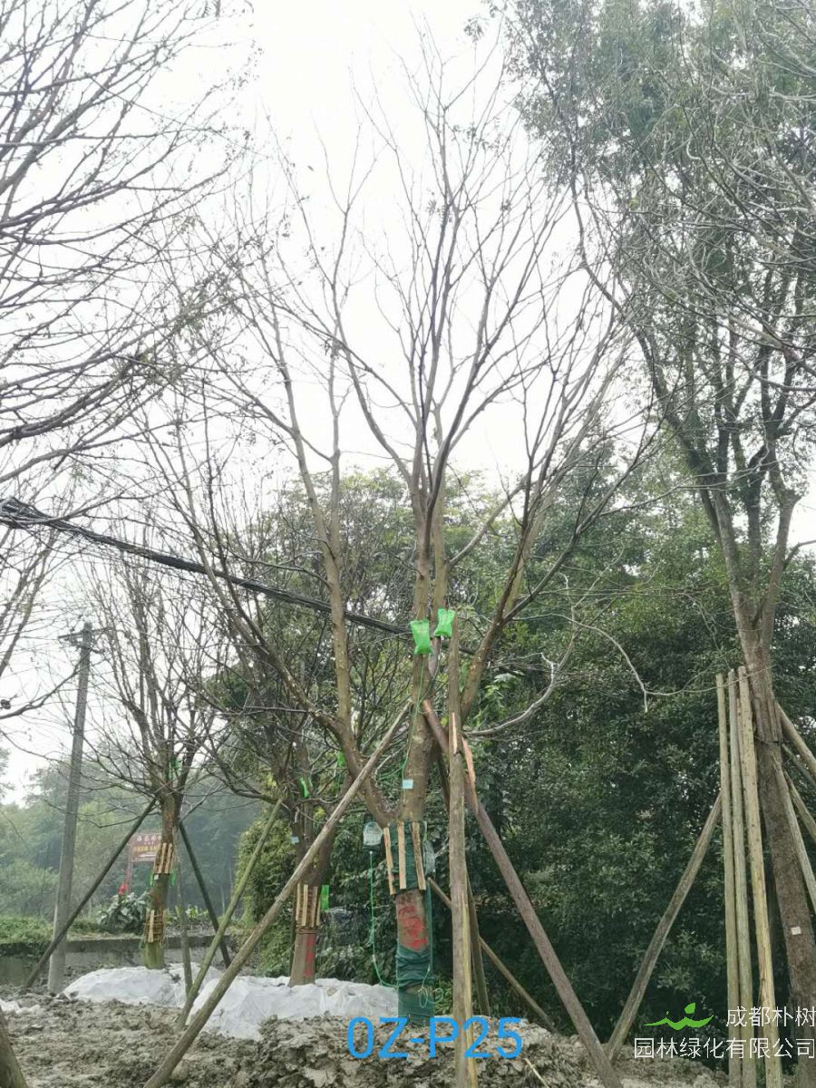 2020年23-26公分精品皂角树价格详情-价格趋势