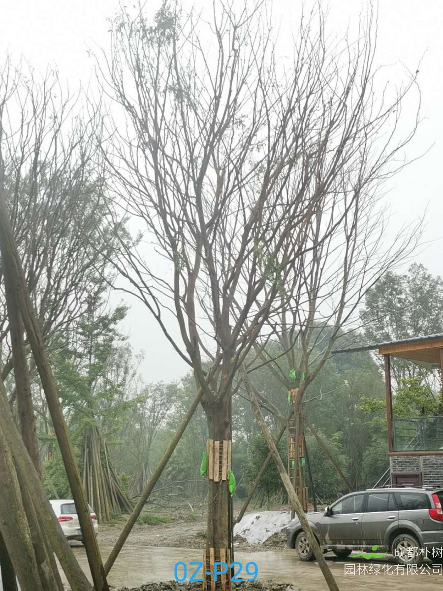 2020年23-26公分精品皂角树价格详情-价格趋势