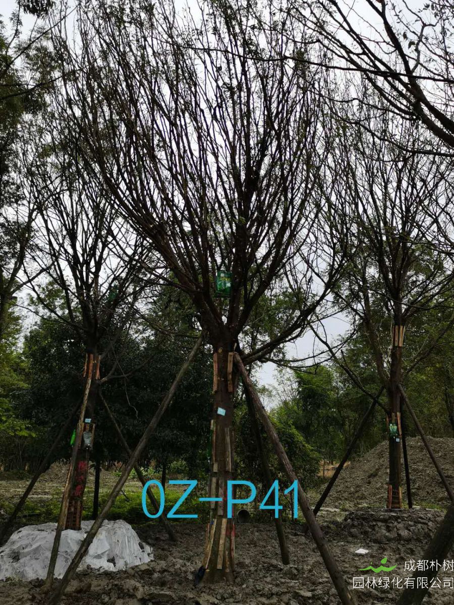 2020年23-26公分精品皂角树价格详情-价格趋势