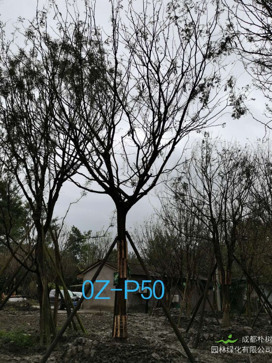 四川省-成都市27-30公分精品皂角树价格怎么样？