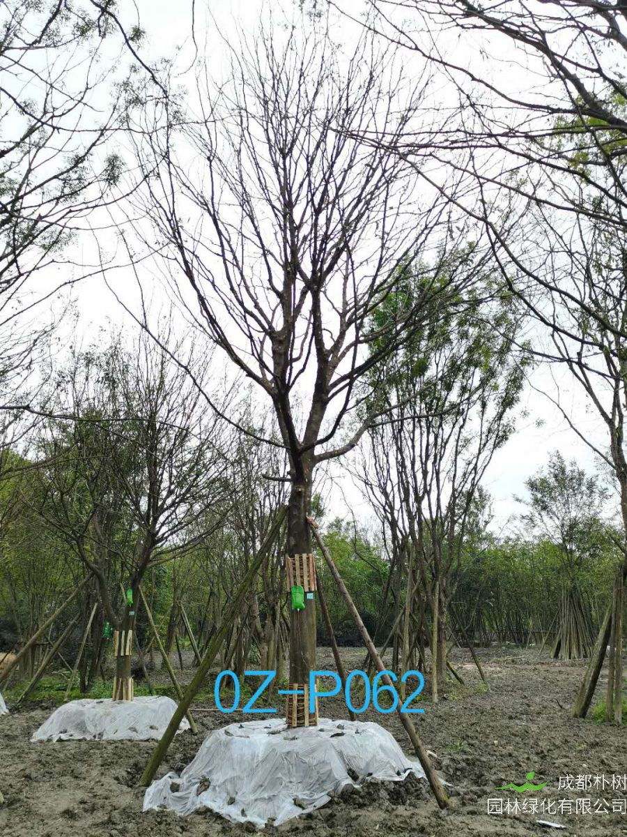 成都市-郫都区31-36公分皂角树价格详情-价格趋势