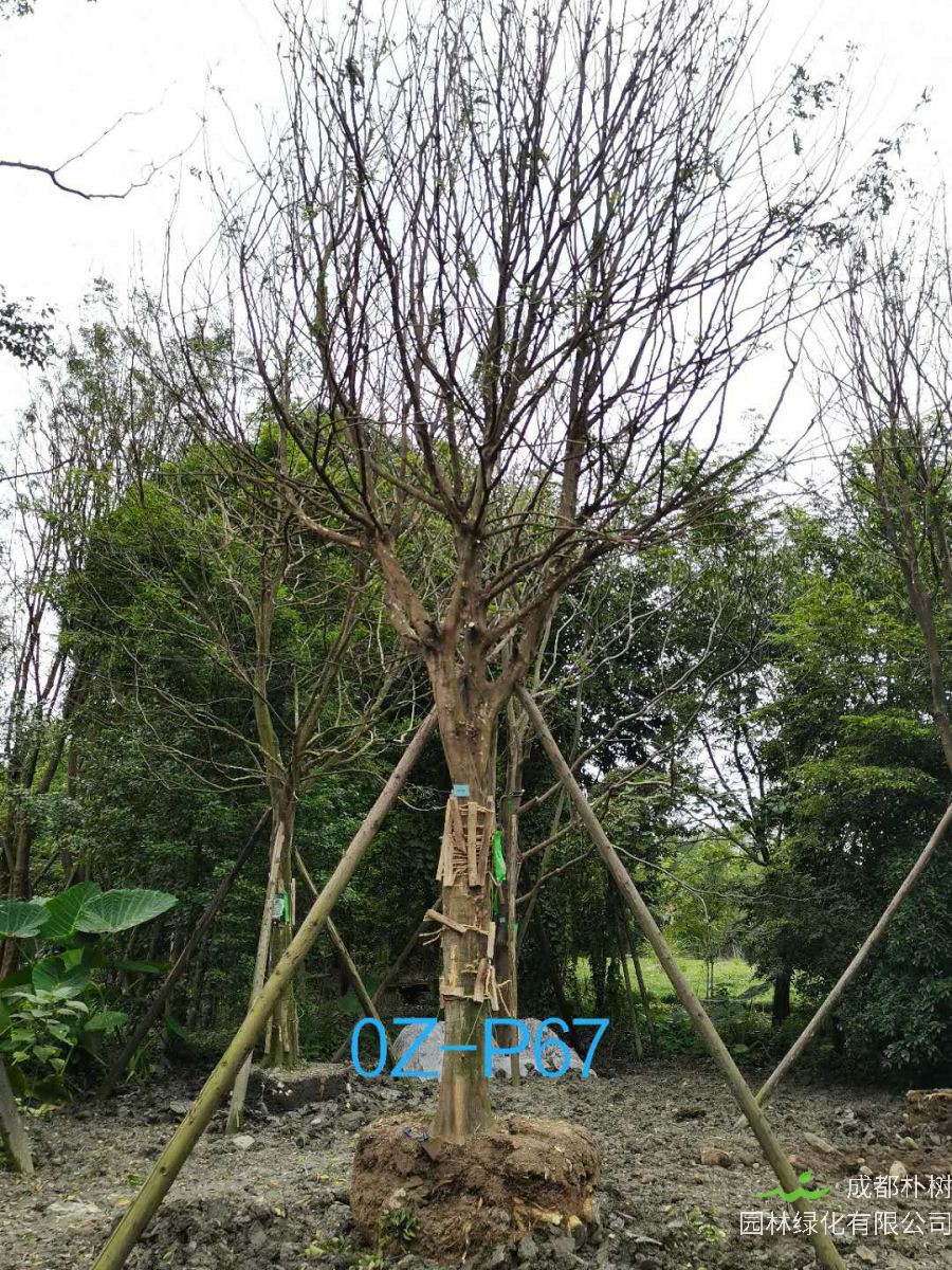 四川省-成都市27-30公分精品皂角树价格怎么样？