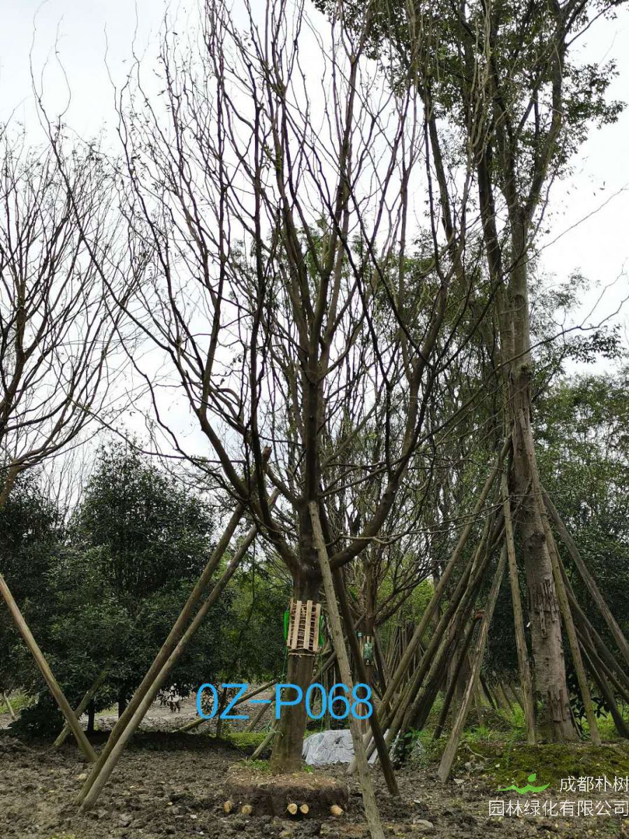 2020年23-26公分精品皂角树价格详情-价格趋势