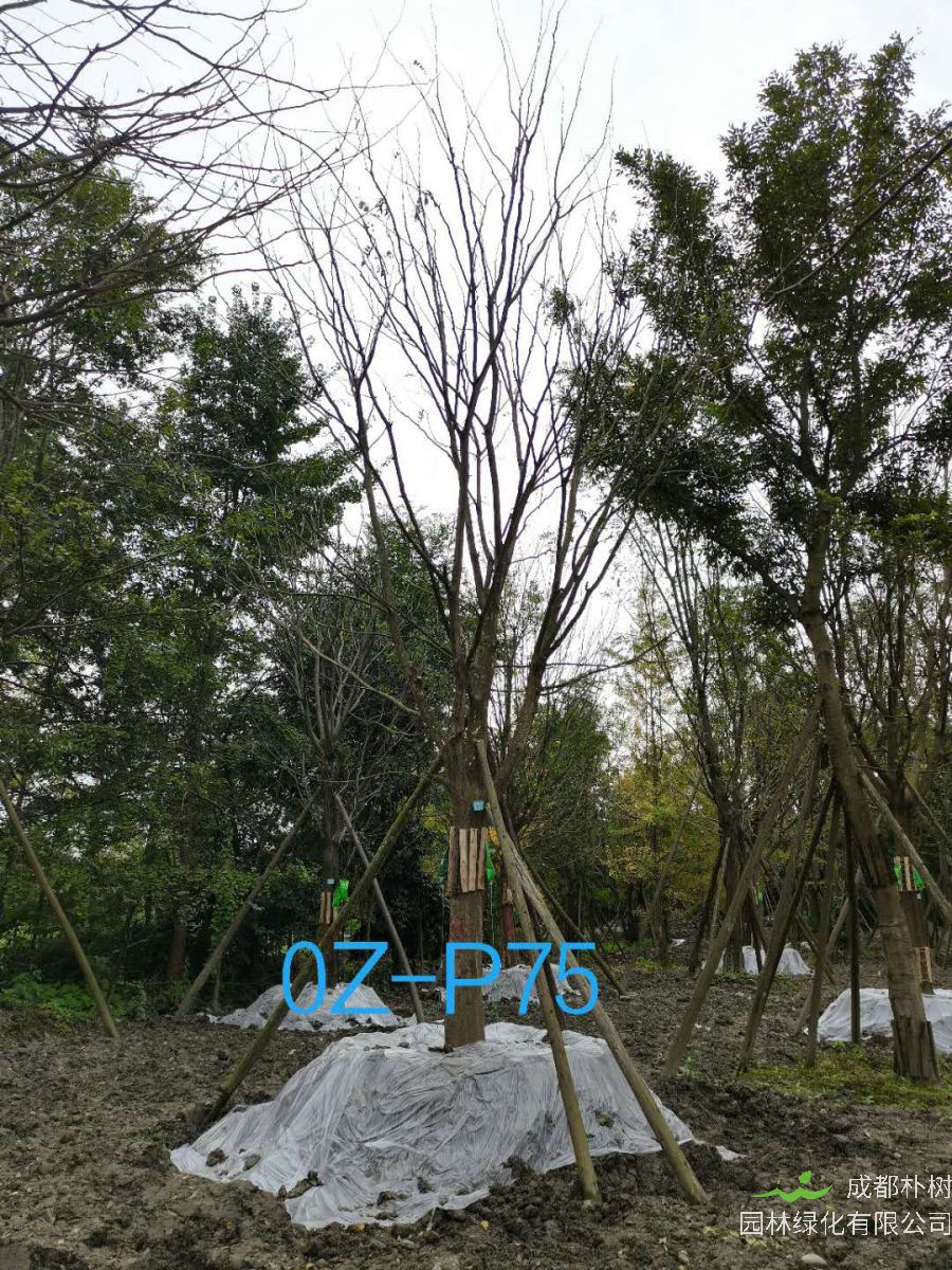 2020年23-26公分精品皂角树价格详情-价格趋势