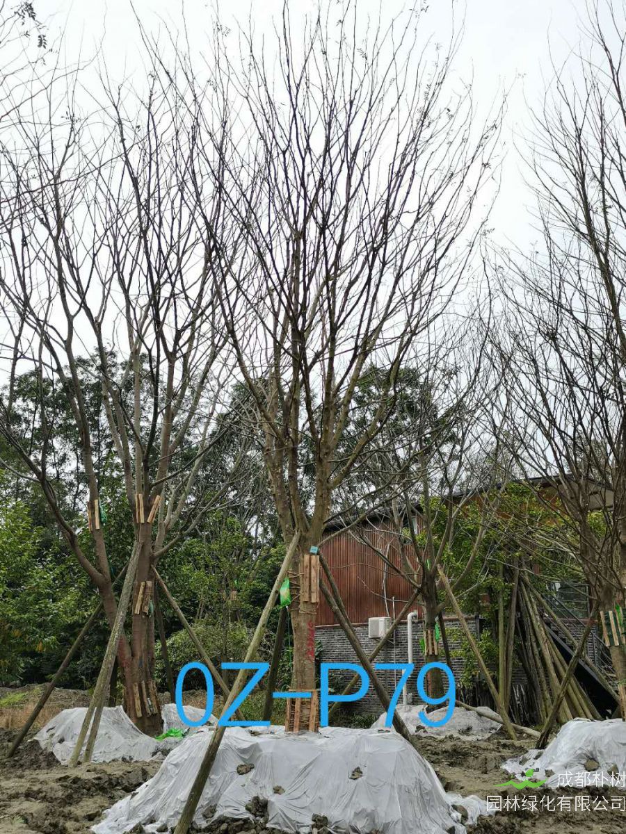 四川省-成都市27-30公分精品皂角树价格怎么样？