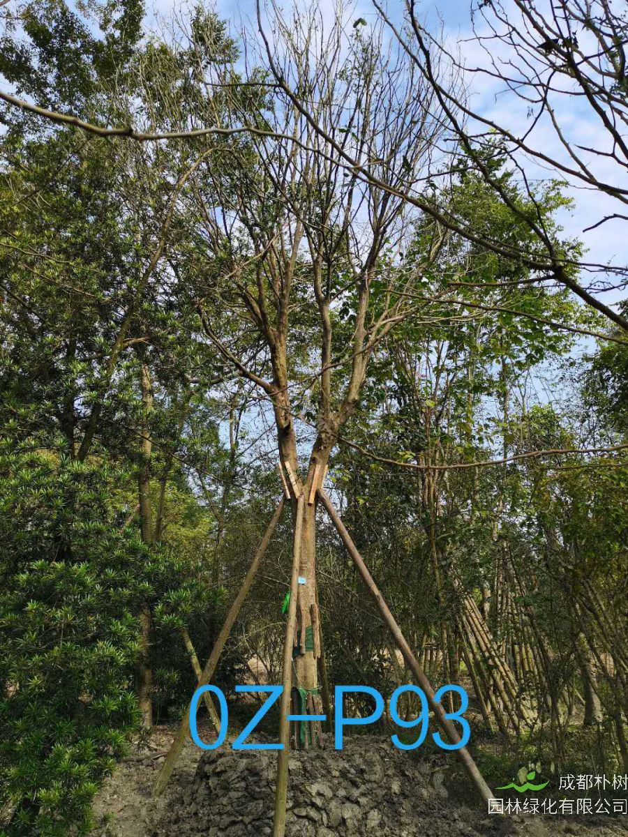 四川省-成都市27-30公分精品皂角树价格怎么样？