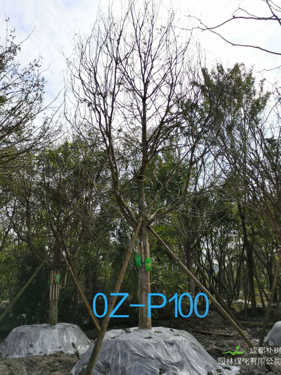 2020年23-26公分精品皂角树价格详情-价格趋势