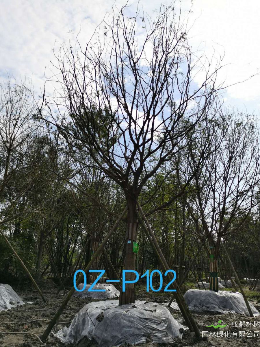 四川省-成都市27-30公分精品皂角树价格怎么样？