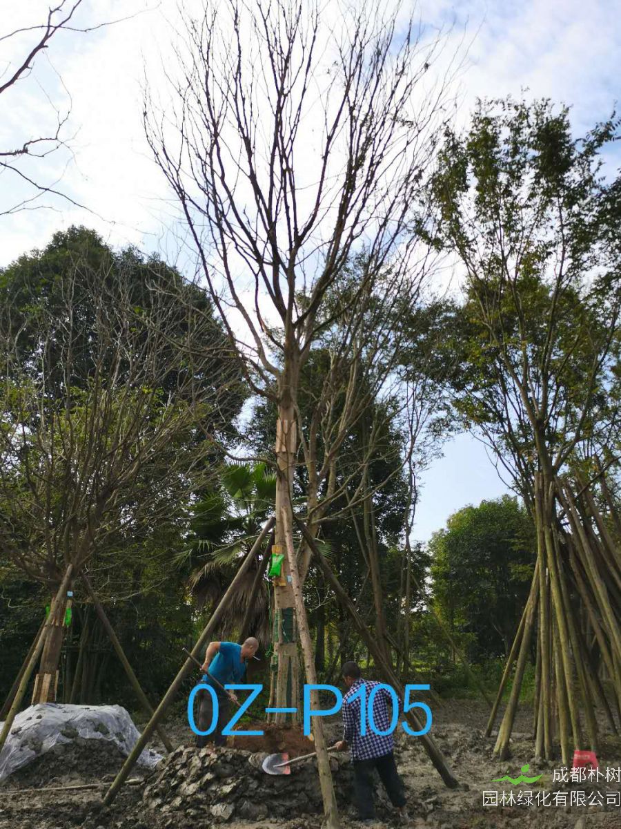 四川省-成都市27-30公分精品皂角树价格怎么样？