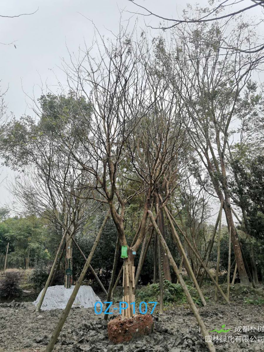 2020年23-26公分精品皂角树价格详情-价格趋势