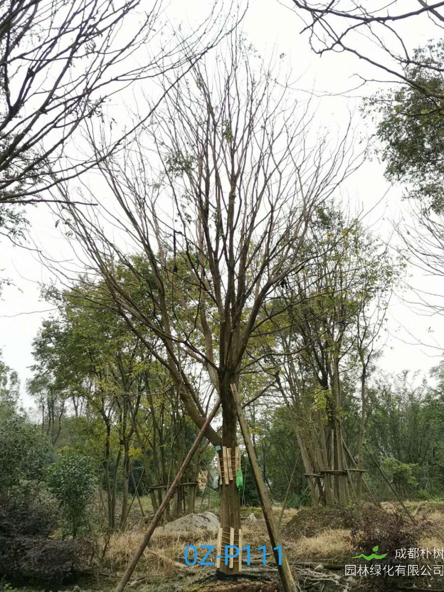 成都市-郫都区31-36公分皂角树价格详情-价格趋势