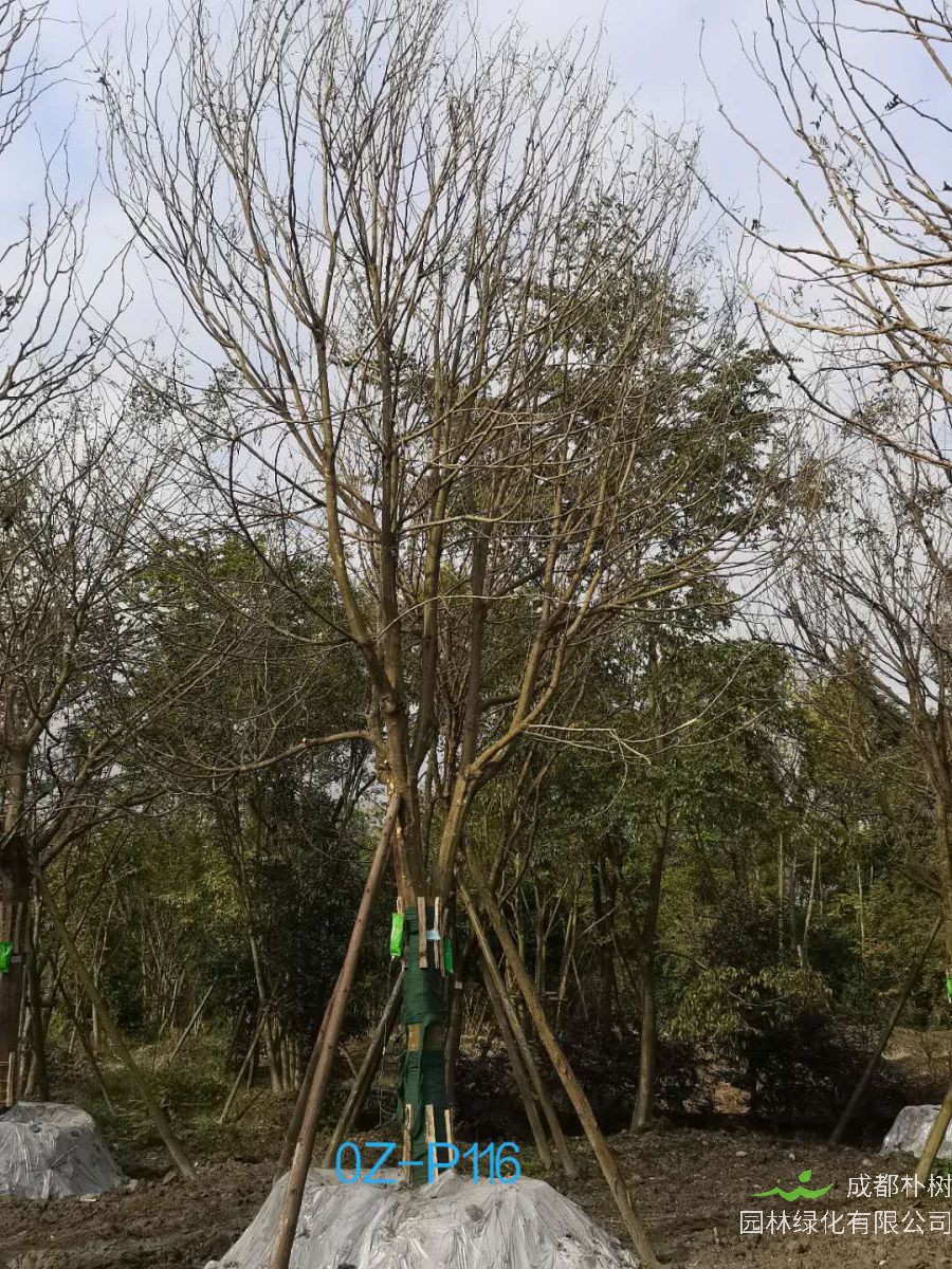 2020年23-26公分精品皂角树价格详情-价格趋势