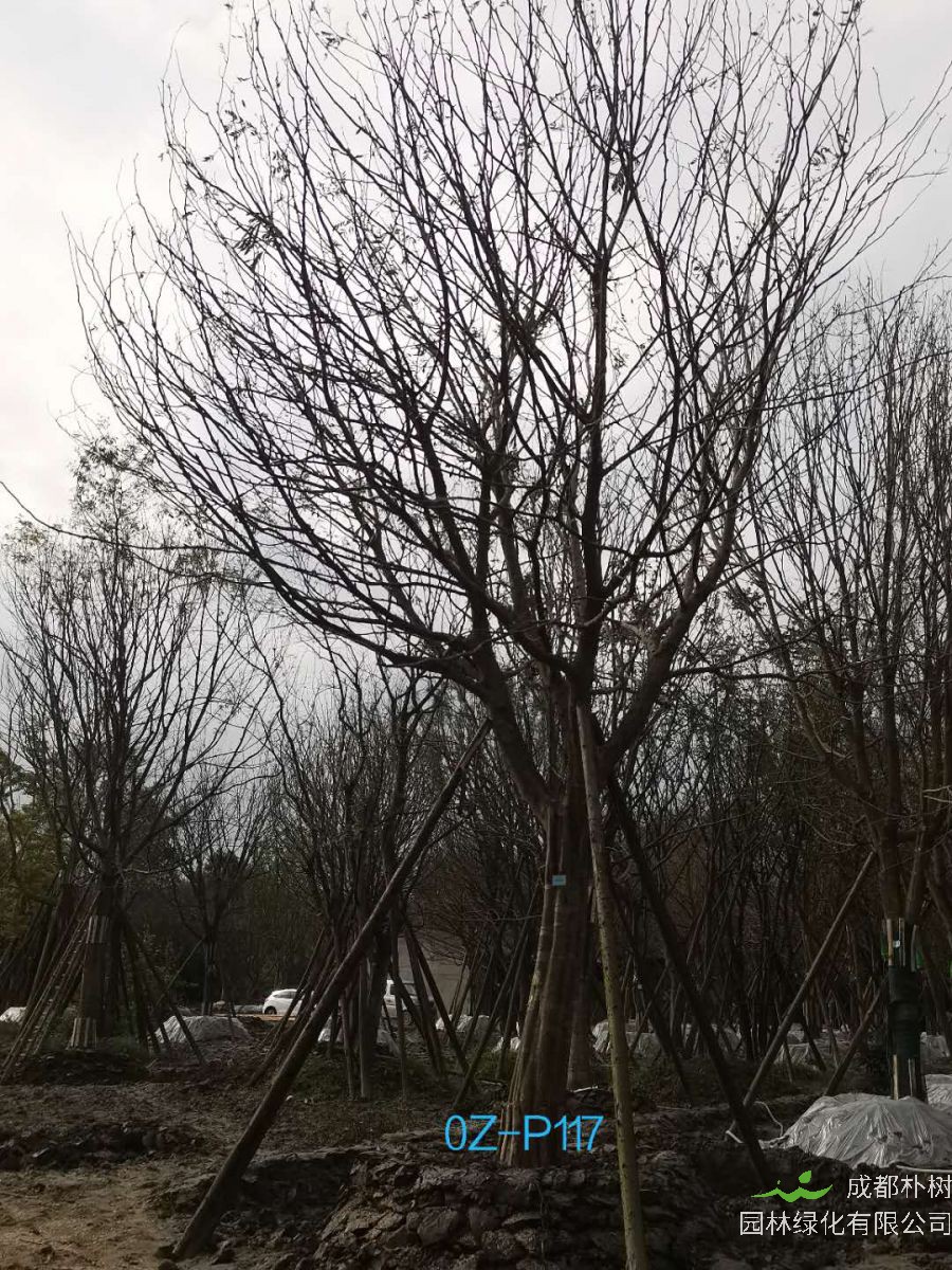 四川省-成都市27-30公分精品皂角树价格怎么样？