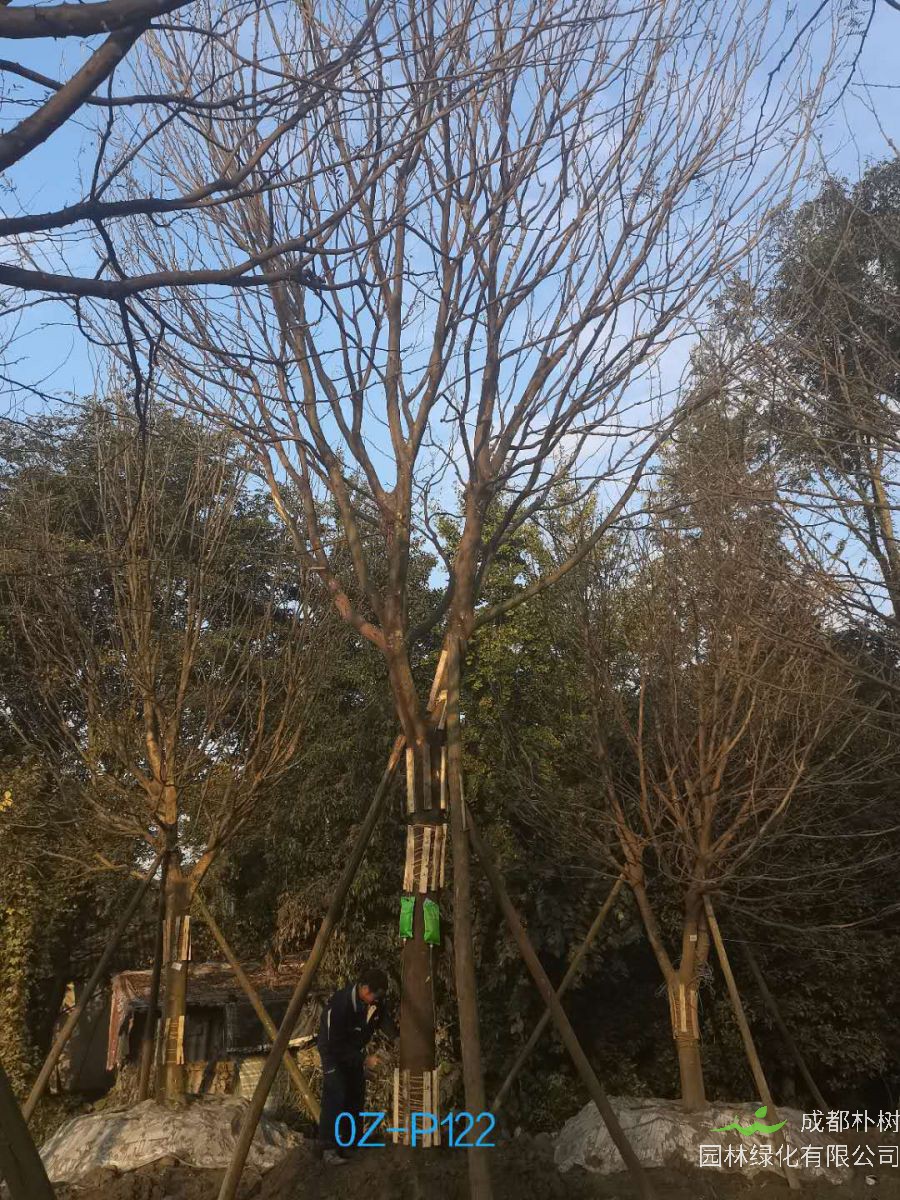 2020年23-26公分精品皂角树价格详情-价格趋势