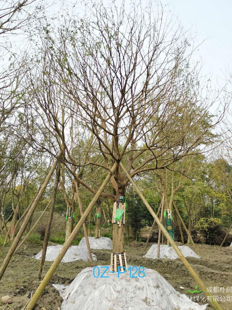 2020年23-26公分精品皂角树价格详情-价格趋势