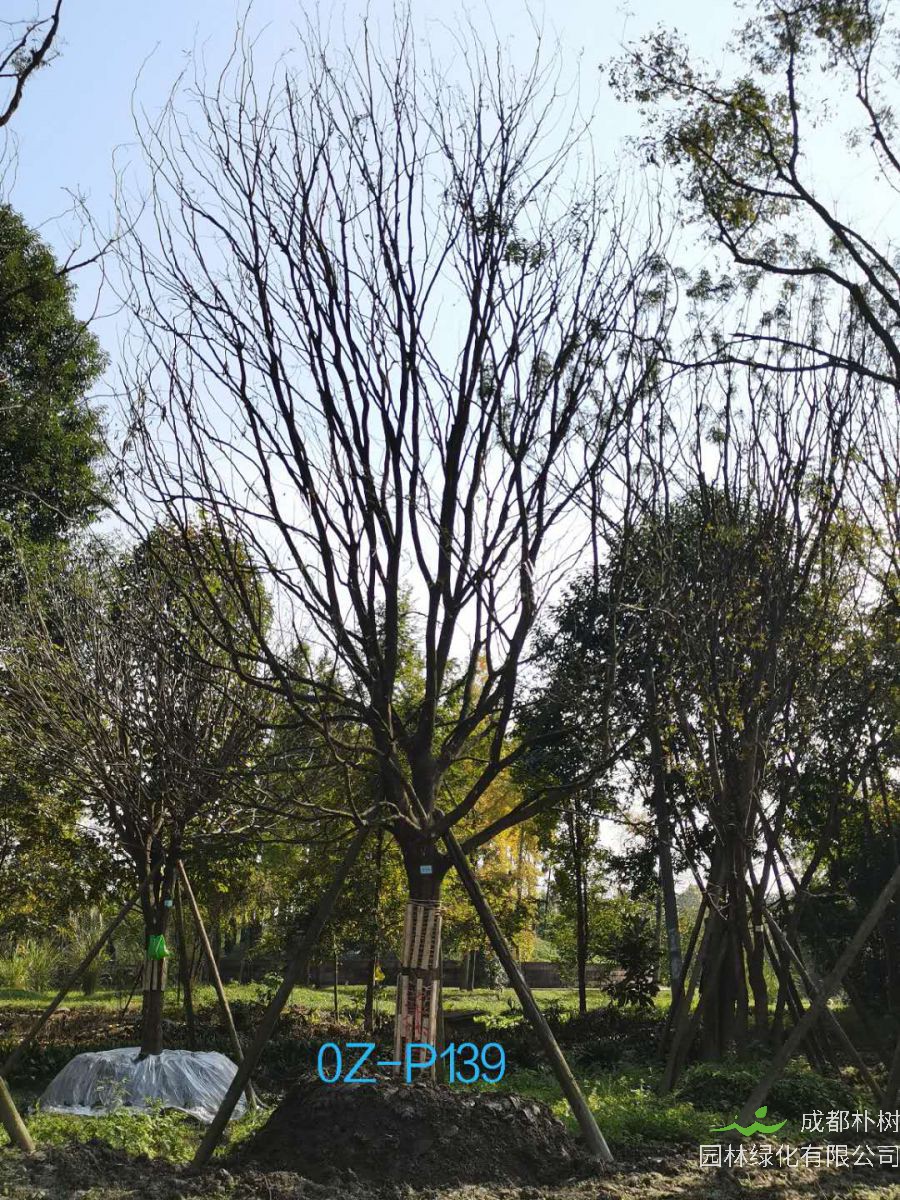 四川省-成都市27-30公分精品皂角树价格怎么样？