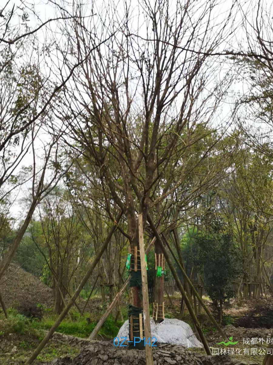 2020年23-26公分精品皂角树价格详情-价格趋势