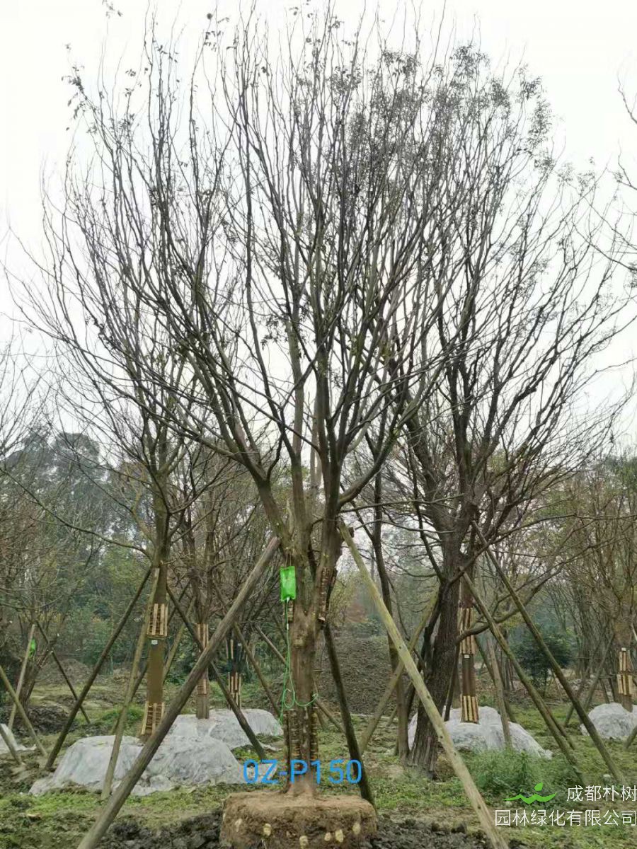 2020年23-26公分精品皂角树价格详情-价格趋势