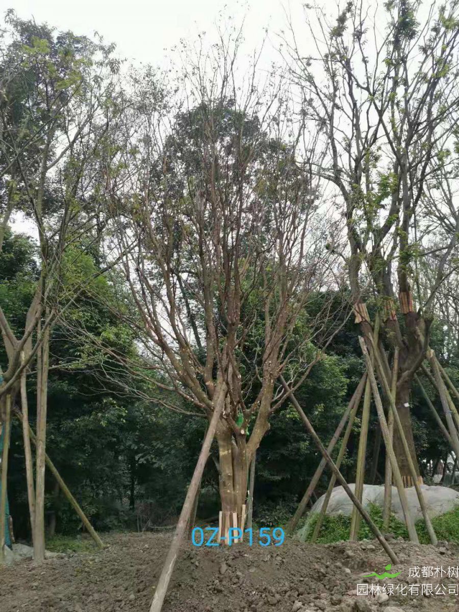 成都市-郫都区31-36公分皂角树价格详情-价格趋势