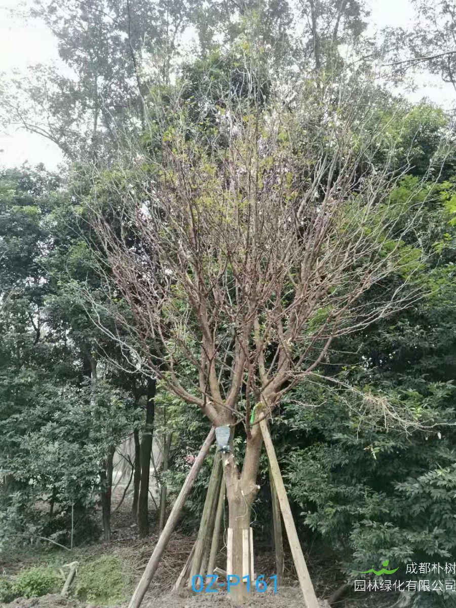 四川省-成都市27-30公分精品皂角树价格怎么样？