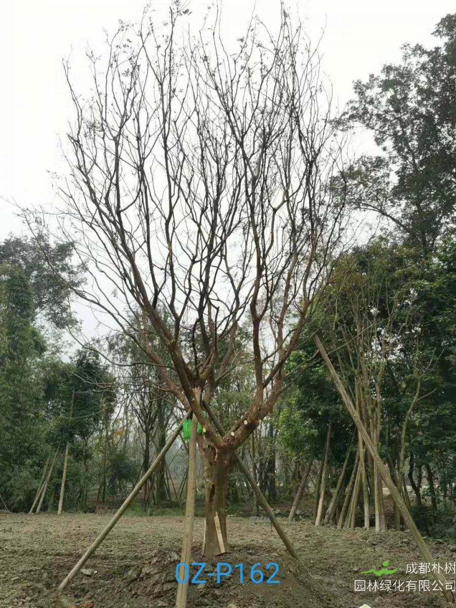 成都市-郫都区31-36公分皂角树价格详情-价格趋势