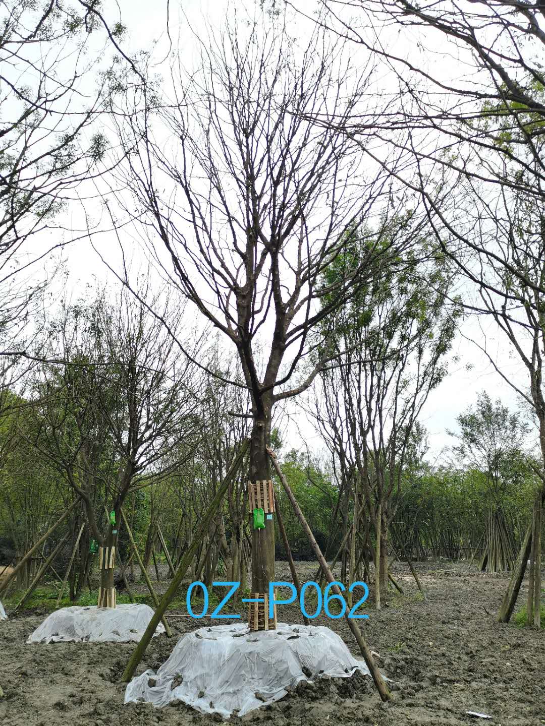 成都市-郫都区31-36公分皂角树价格详情-价格趋势