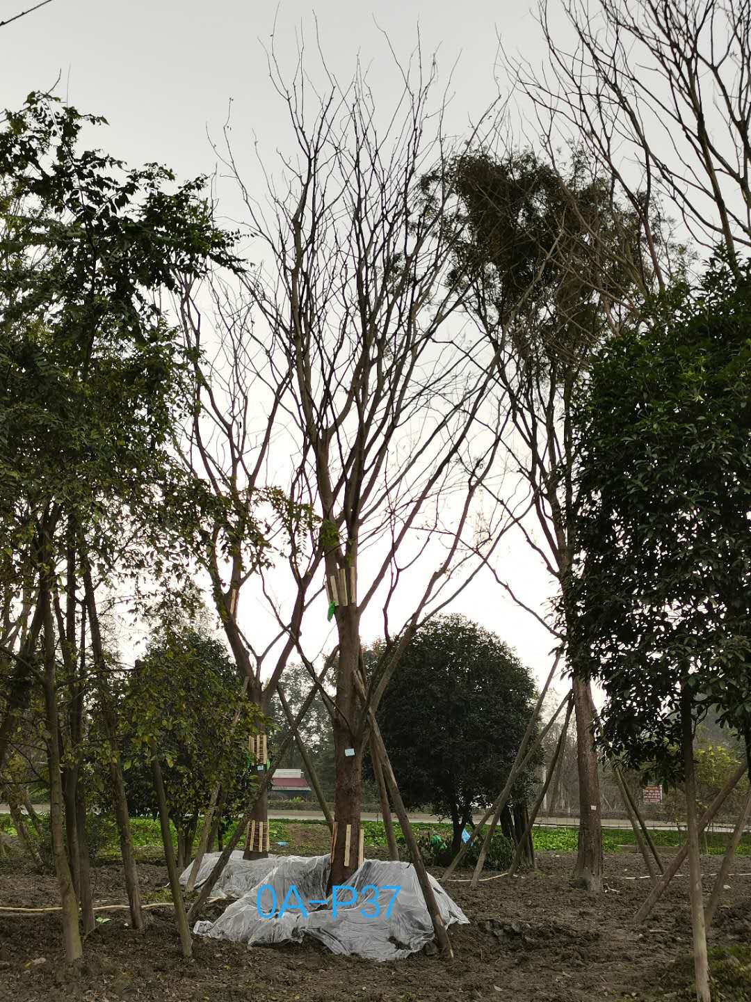 成都市-温江区31公分精品朴树价格如何？