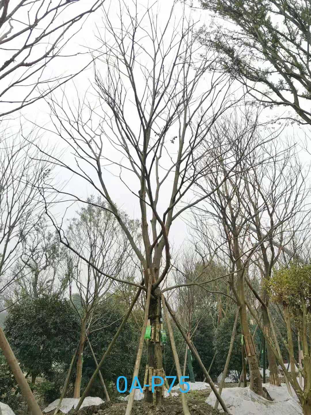 2020年32-33公分的精品朴树价格详情-价格趋势