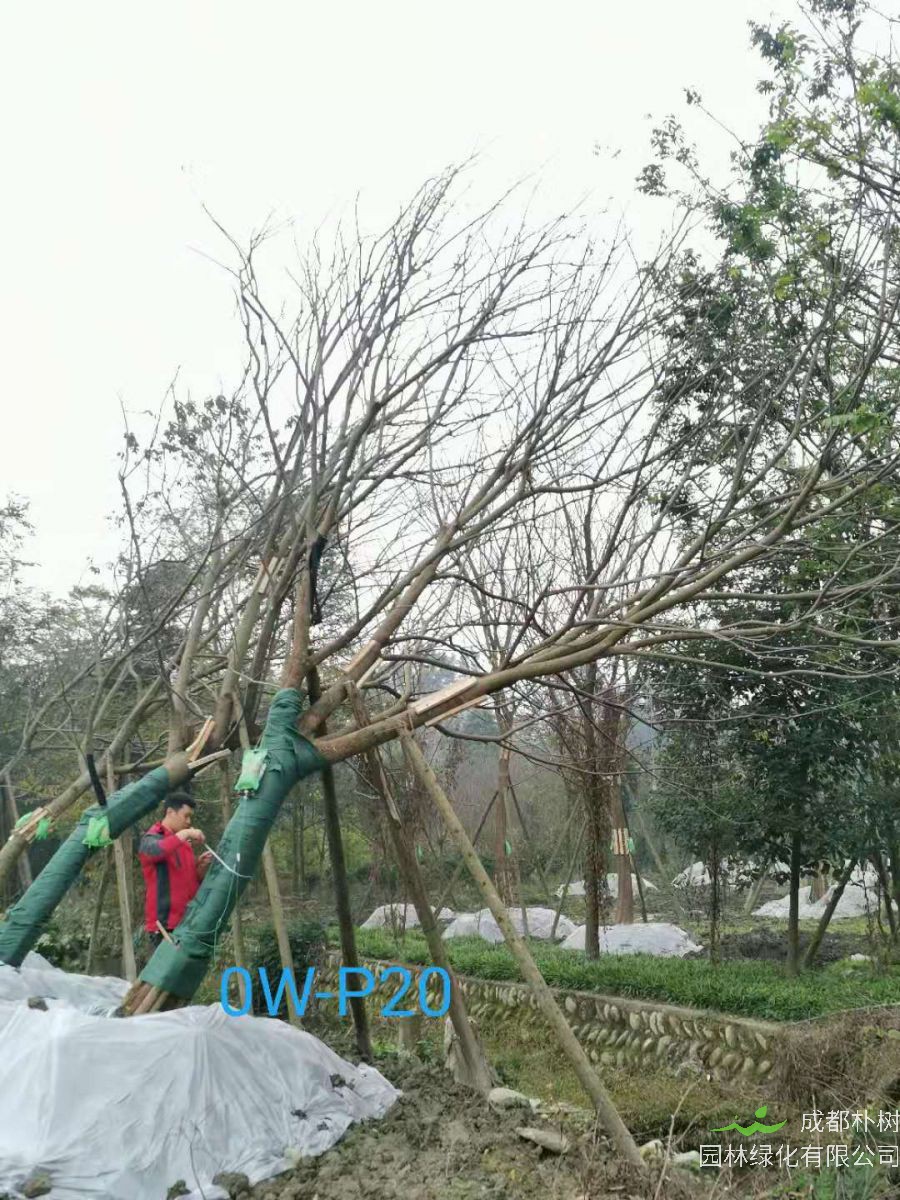 2020年23-32公分斜飘朴树价格趋势-价格详情