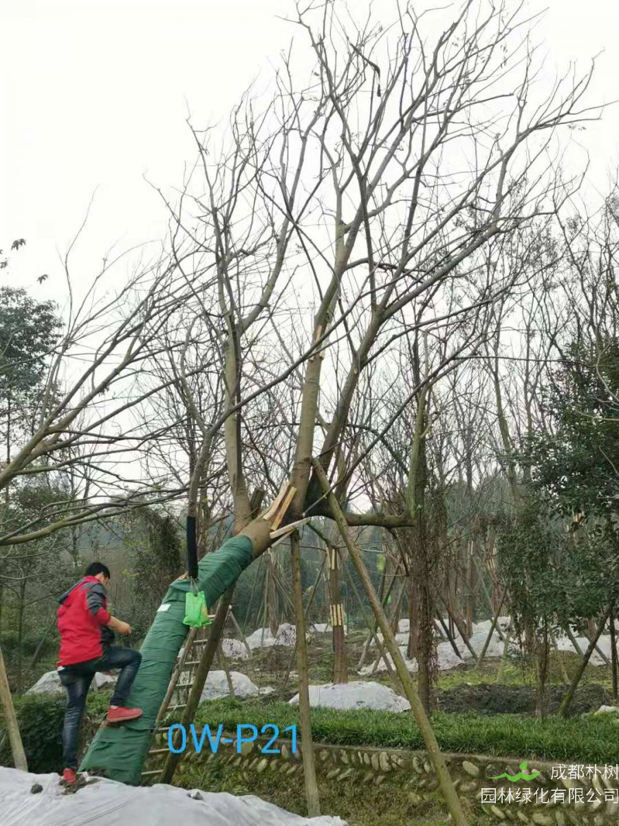 2020年23-32公分斜飘朴树价格趋势-价格详情