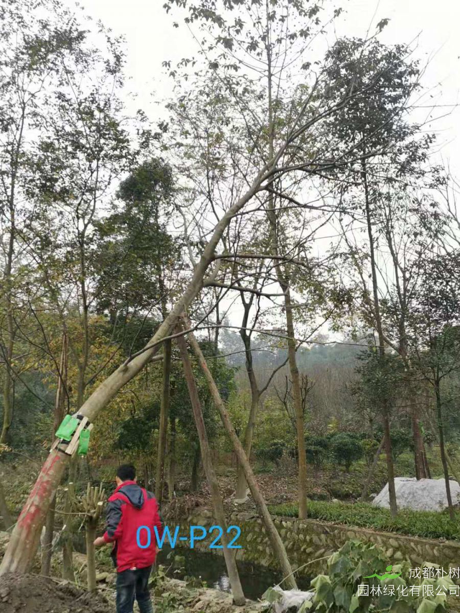 2020年23-32公分斜飘朴树价格趋势-价格详情