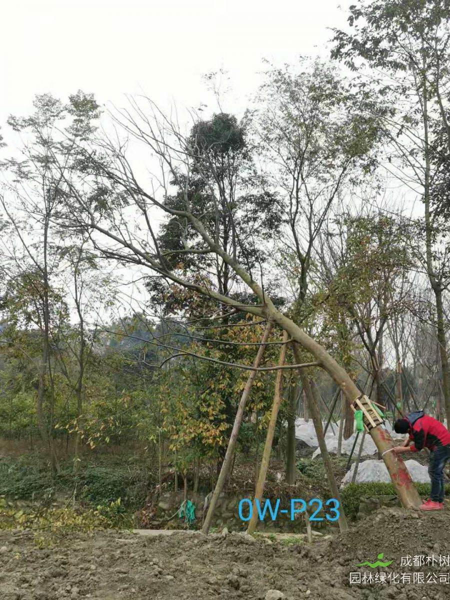 2020年23-32公分斜飘朴树价格趋势-价格详情