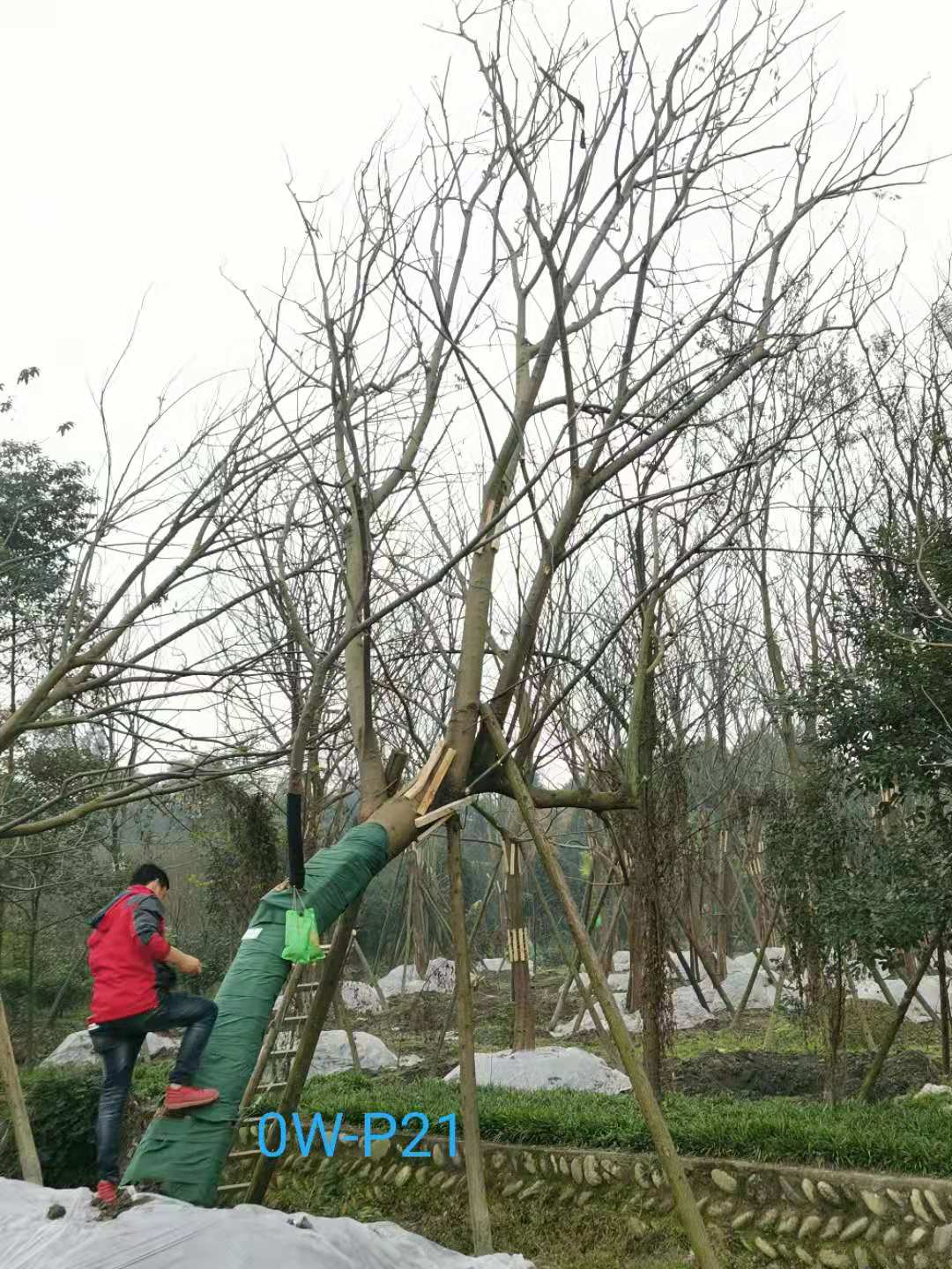 2020年23-32公分斜飘朴树价格趋势-价格详情