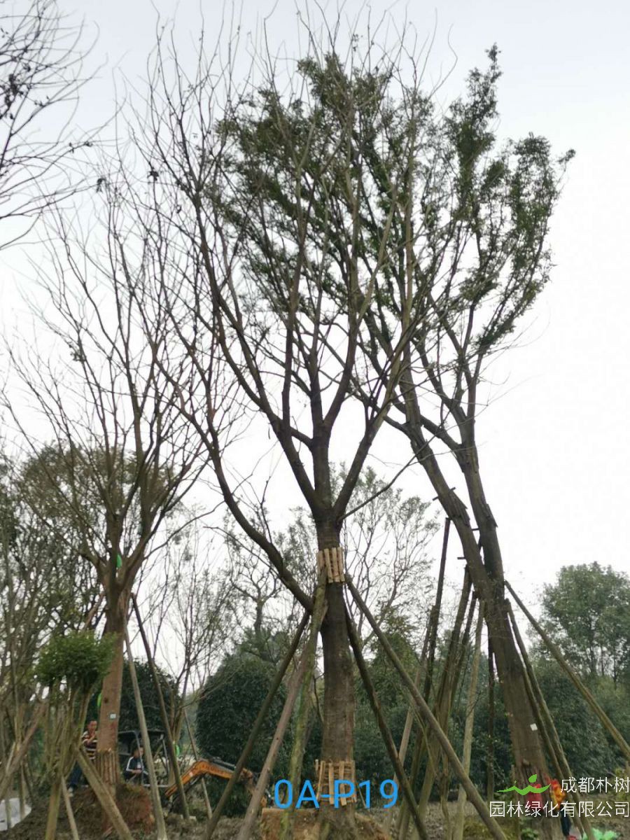 四川省-成都市55公分精品黄连木价格详情-价格趋势