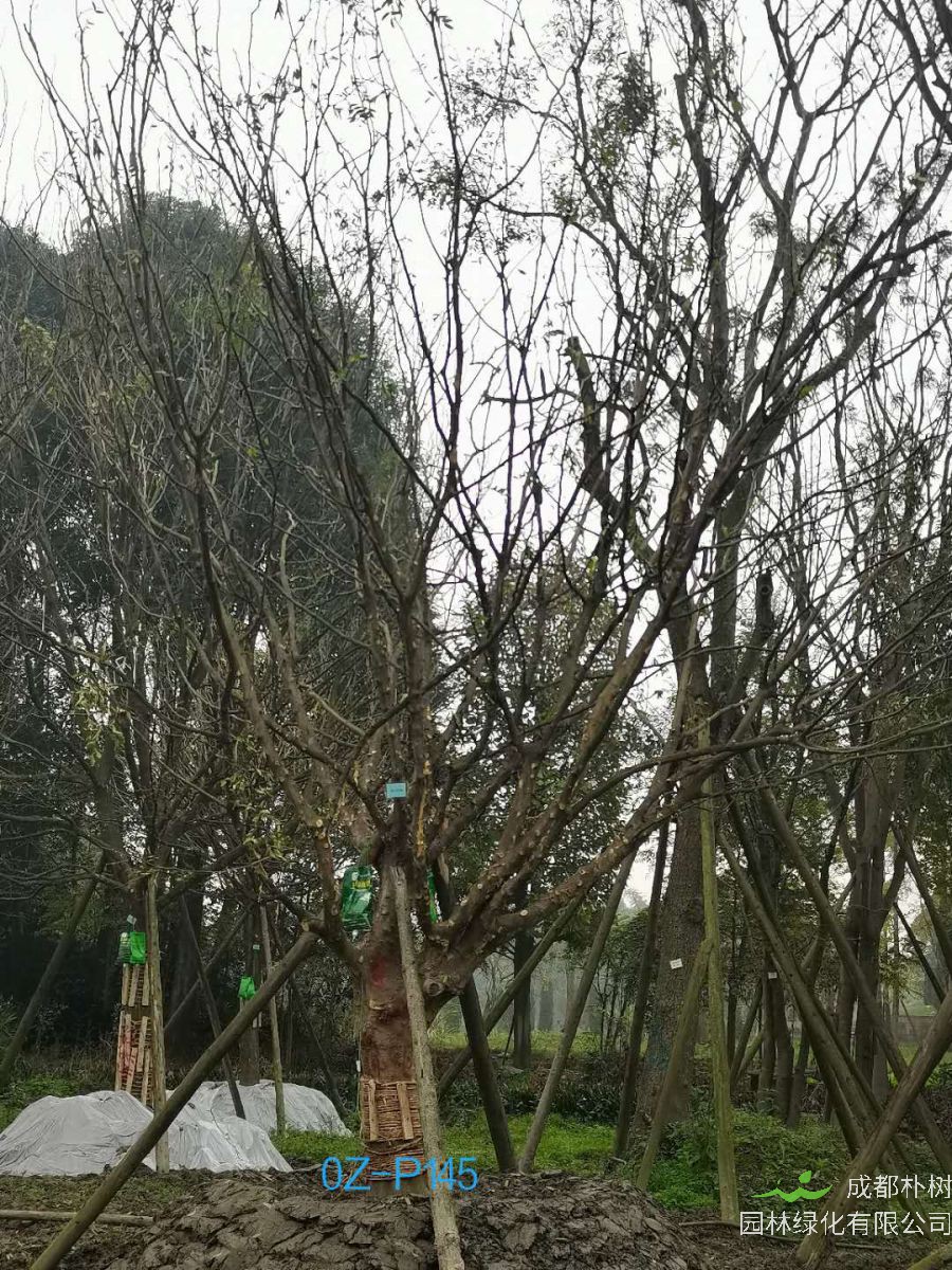 2020年四川省-成都市27-30公分皂角树价格如何？