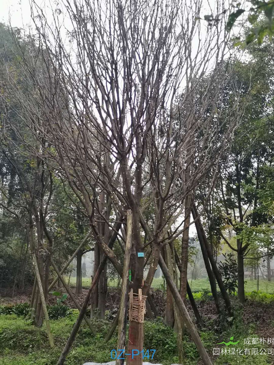 2020年四川省-成都市27-30公分皂角树价格如何？