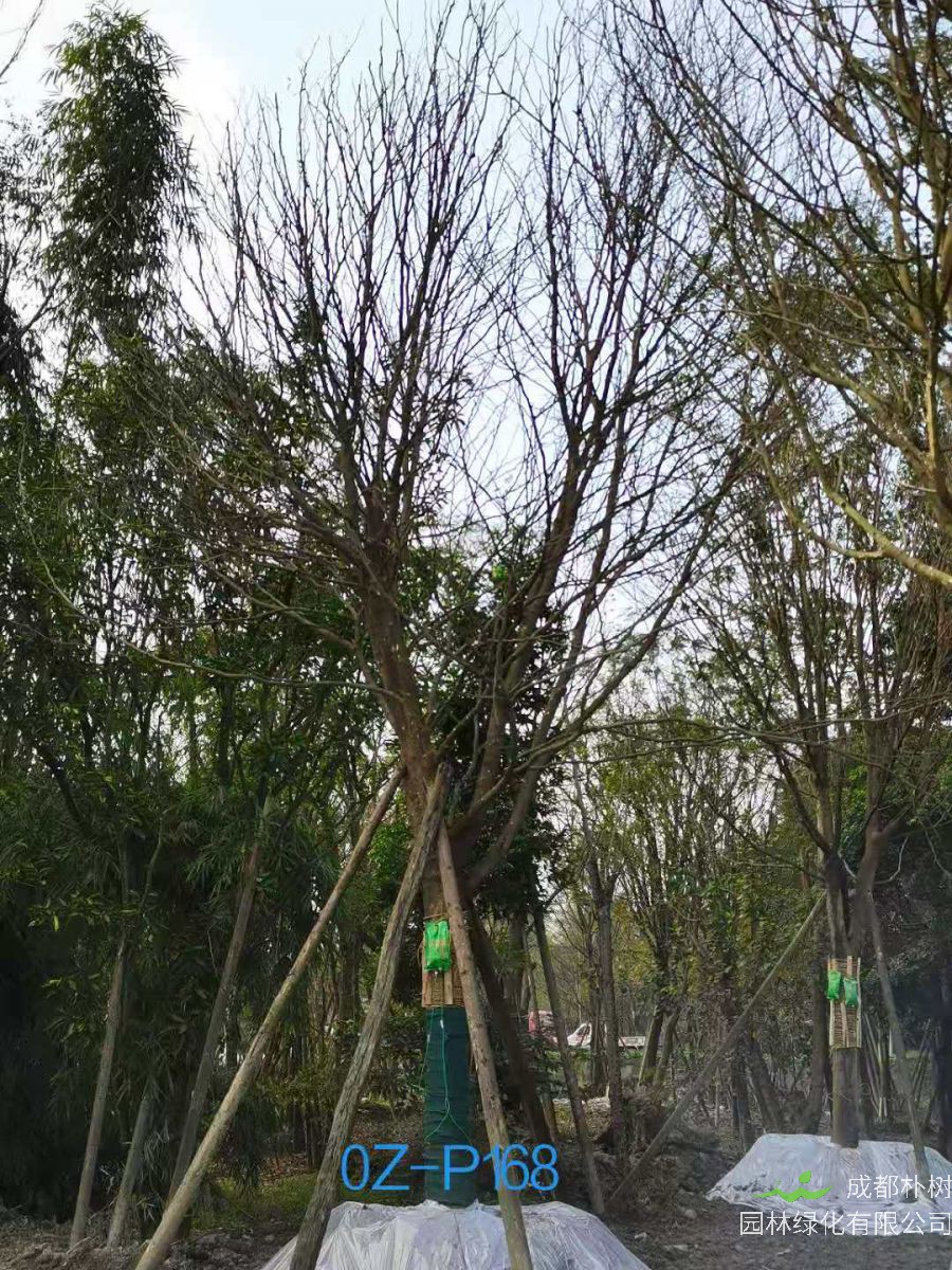 2020年23-26公分精品皂角树价格如何？