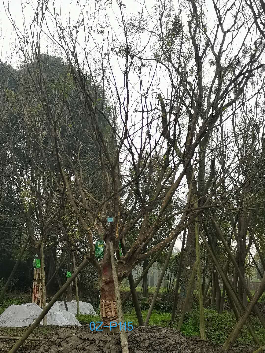 2020年四川省-成都市27-30公分皂角树价格如何？