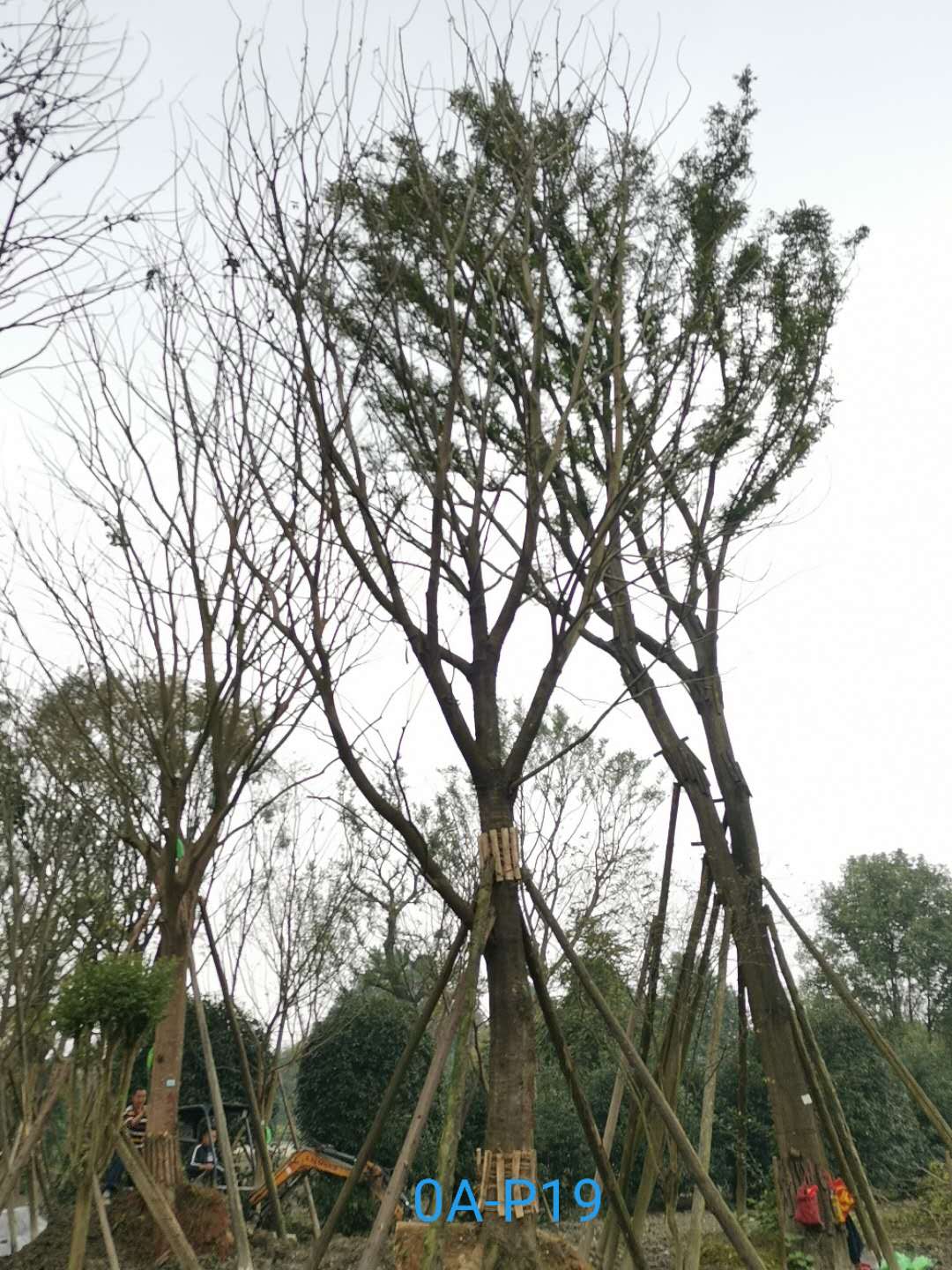 四川省-成都市55公分精品黄连木价格详情-价格趋势